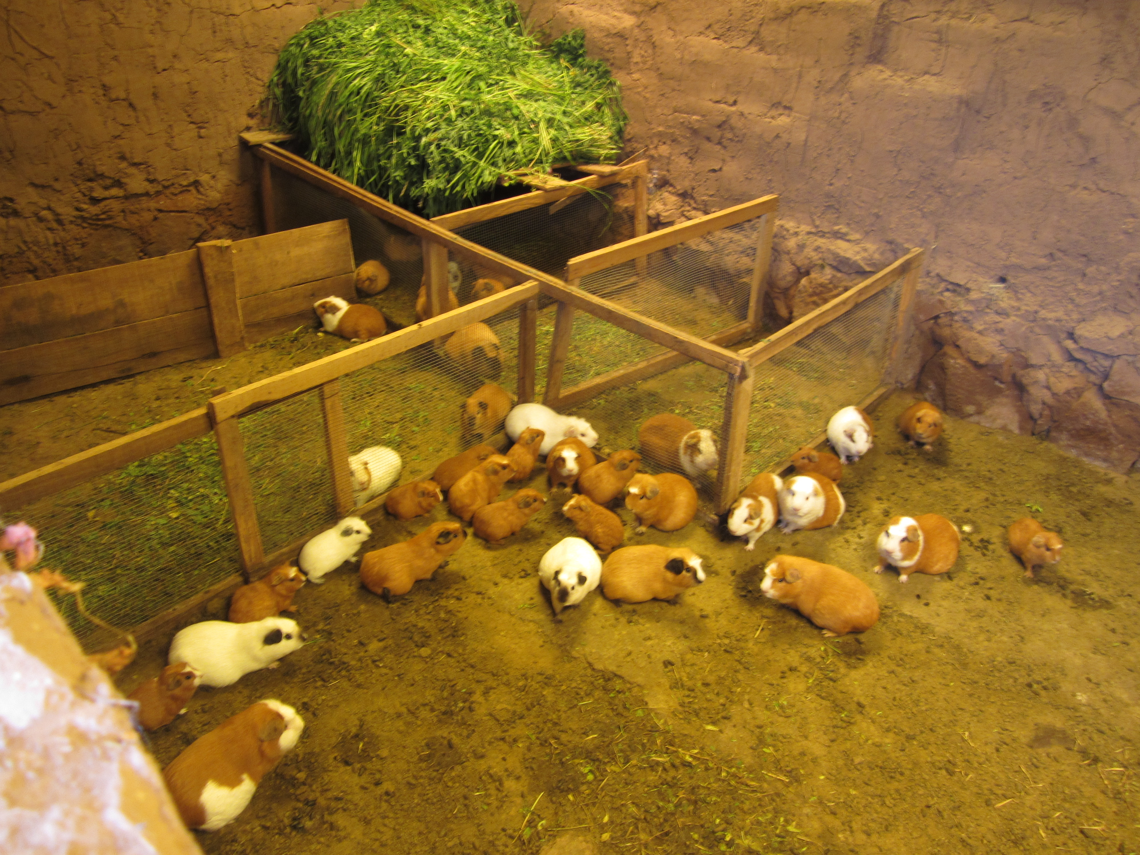 Peruvian Guinea Pigs
