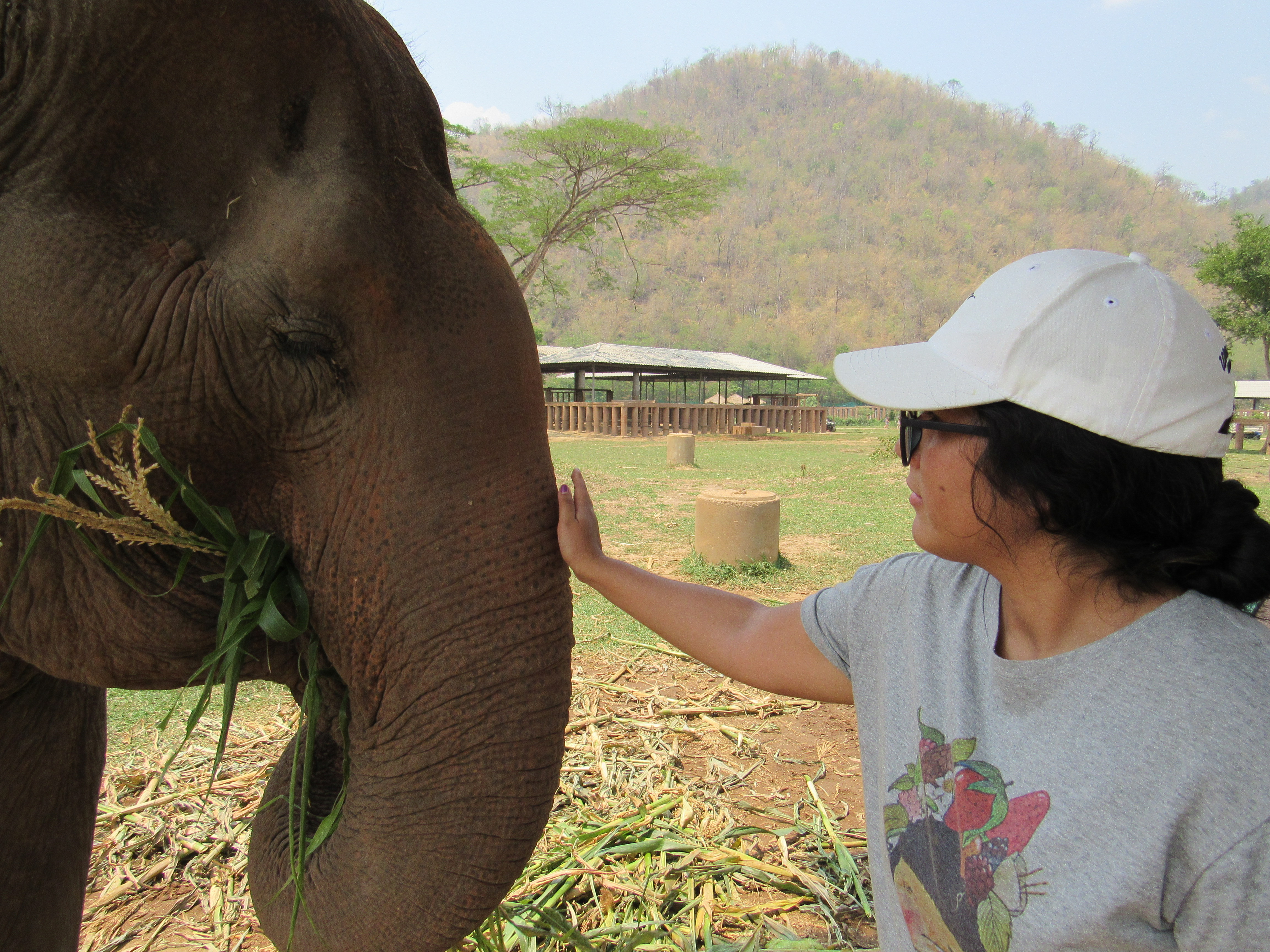 Feeding rescued elephants from explotation and abuse by tourist treeking and shows