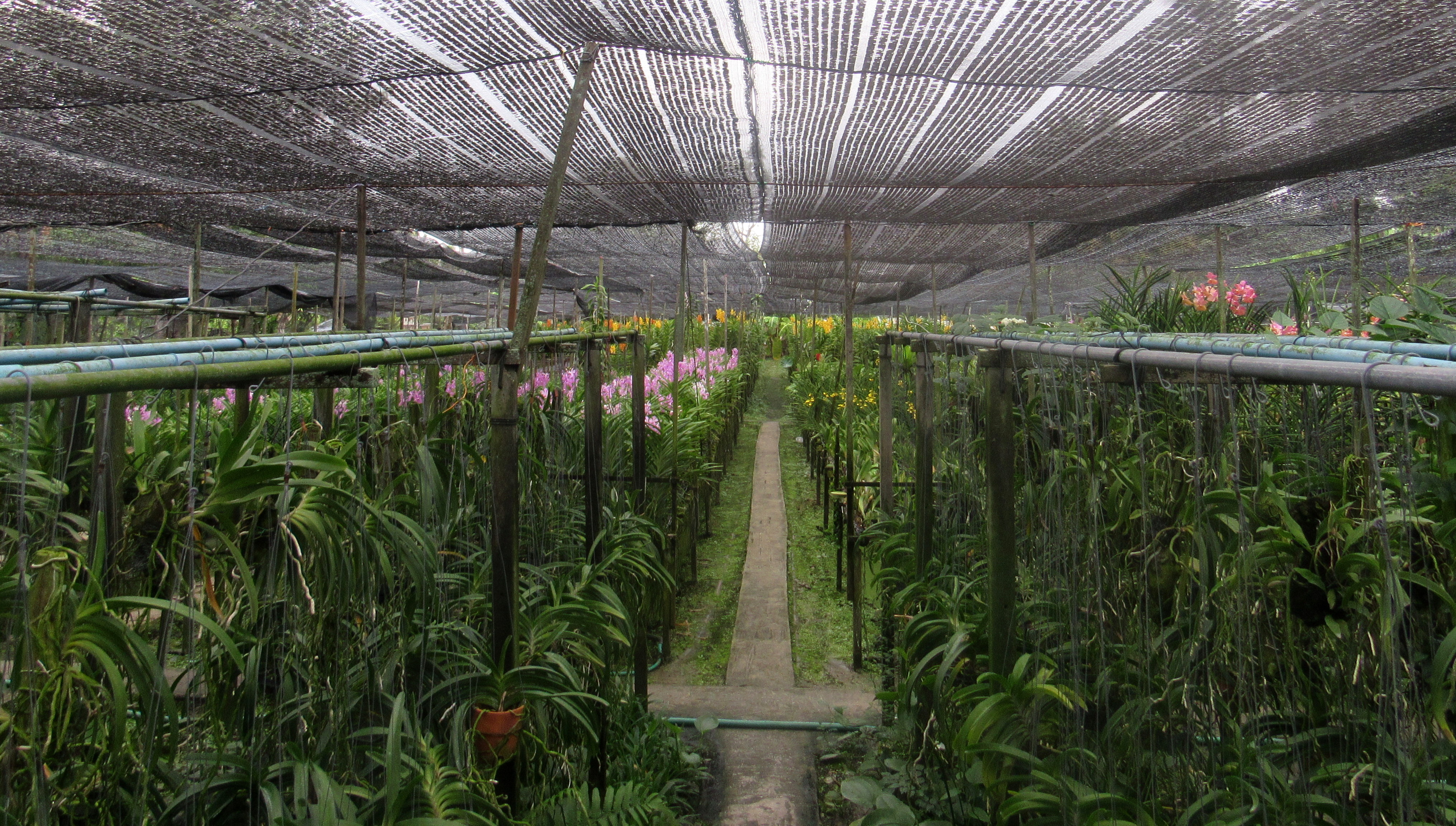 Visiting orquid farms in Bangkok for future work experience
