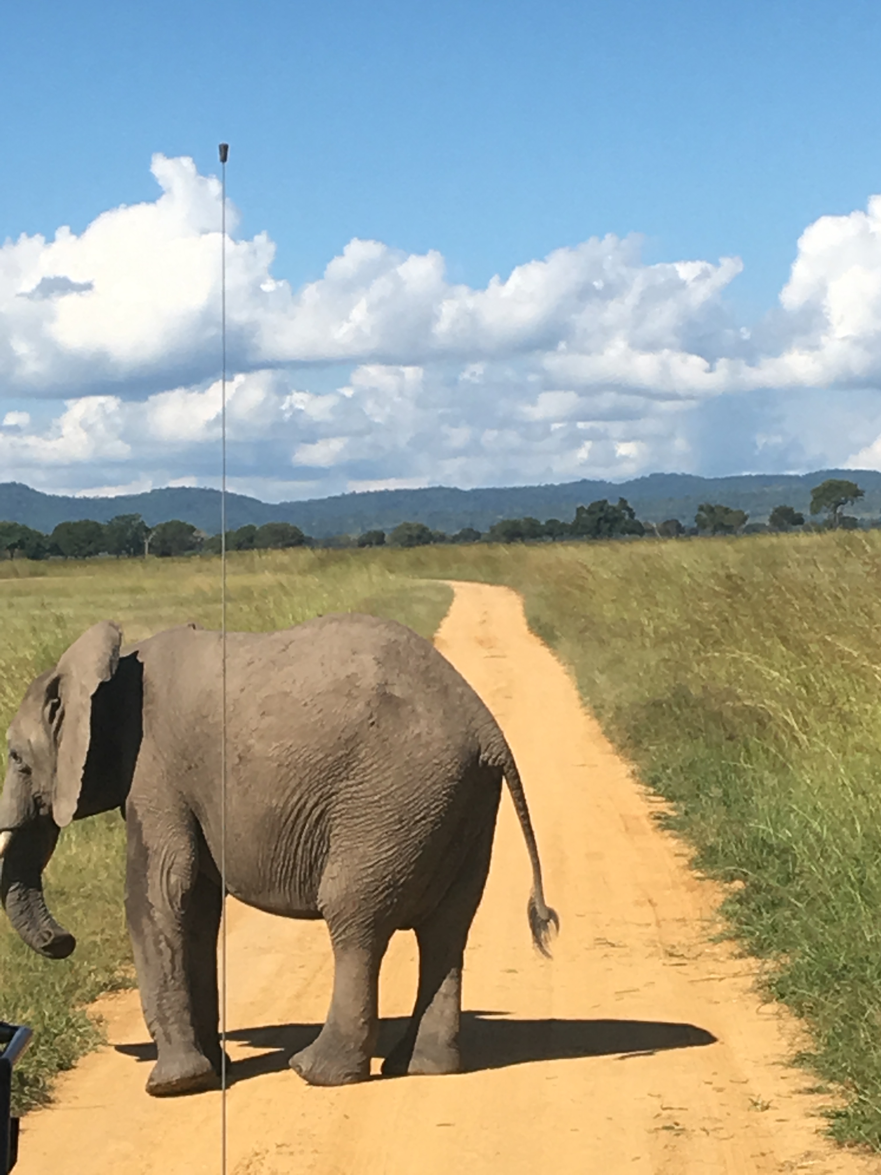 An elephant in the middle ofthe road in Mikumi National Park