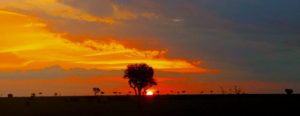 silhouette of tree against sunset in Kenya.
