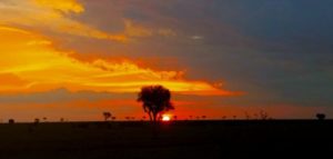 silhouette of tree against sunset in Kenya.